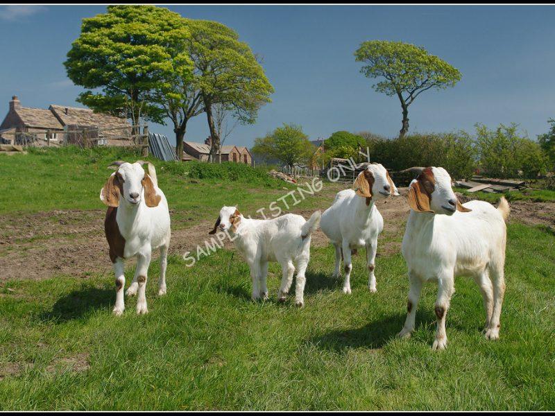 Guineaian Live Boer Goats