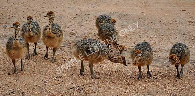 Guinea Ostrich Chicks