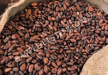 Guinea Cocoa Beans