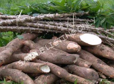 Fresh Guinea Cassava